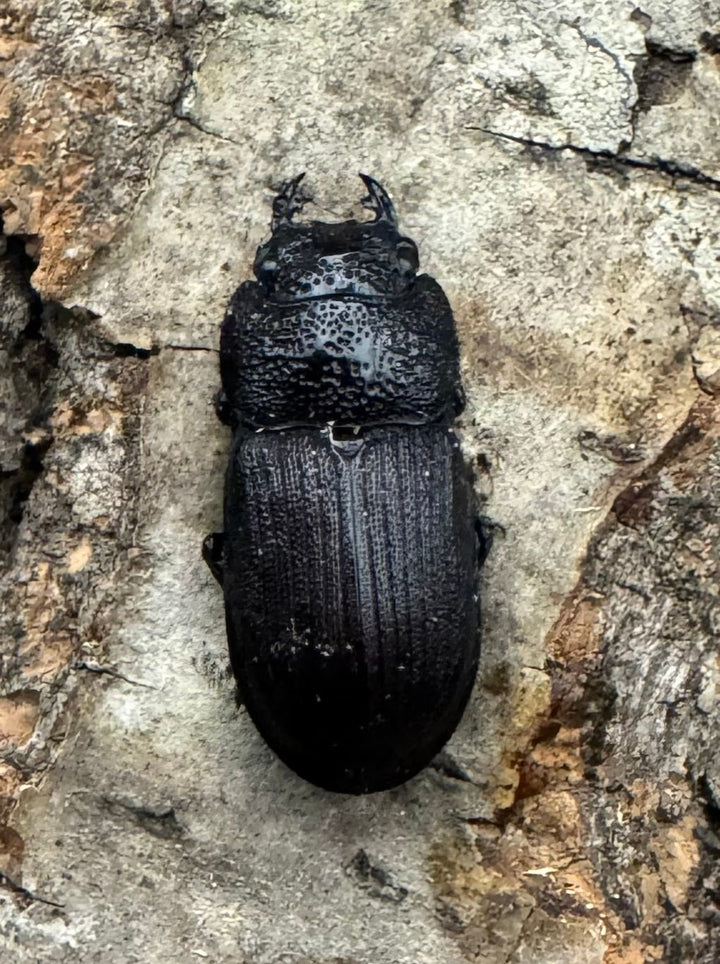 《ヤンソンネブトクワガタ Free ペア》わたくわ氏ブリード個体