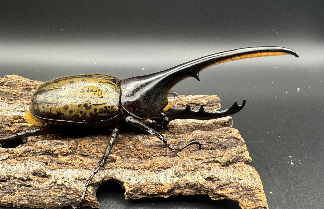 《ヘラクレス・ヘラクレス 129mm ペア》