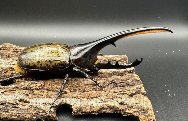 《ヘラクレス・ヘラクレス 129mm ペア》