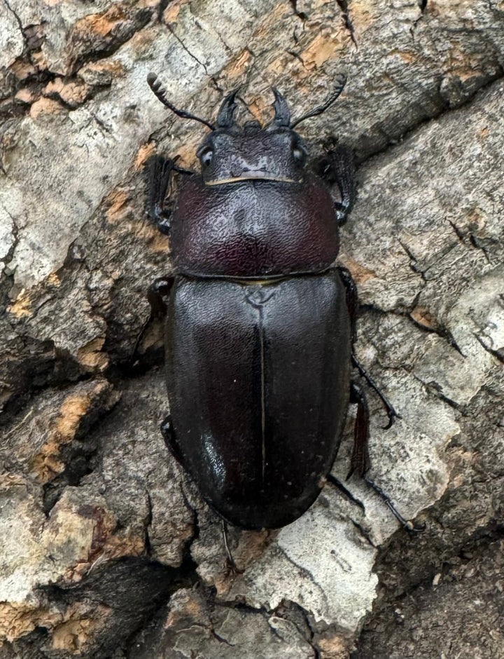 《クロシマノコギリ 63mm ♂♂♀トリオ》