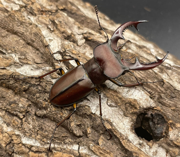 【WD】《ヒメミヤマクワガタ大陸亜種continentalis 49mm ペア》