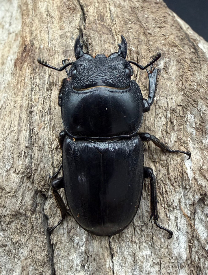 【WD】《パラワンオオヒラタ マンタリンガハン産 97mm ペア》