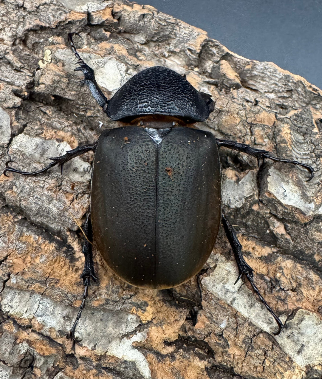 【WD】《ジャワコーカサスオオカブト 108mm ペア》