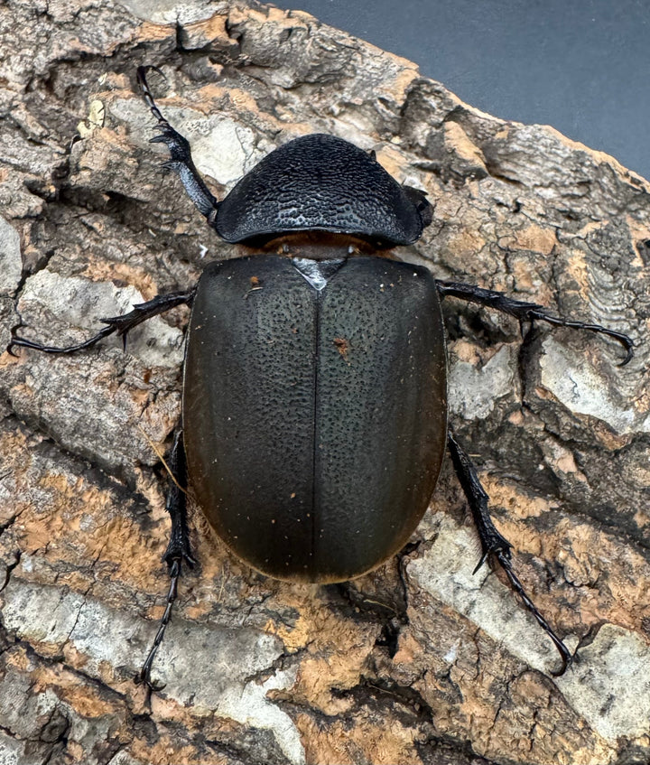 【WD】《ジャワコーカサスオオカブト 108mm ペア》