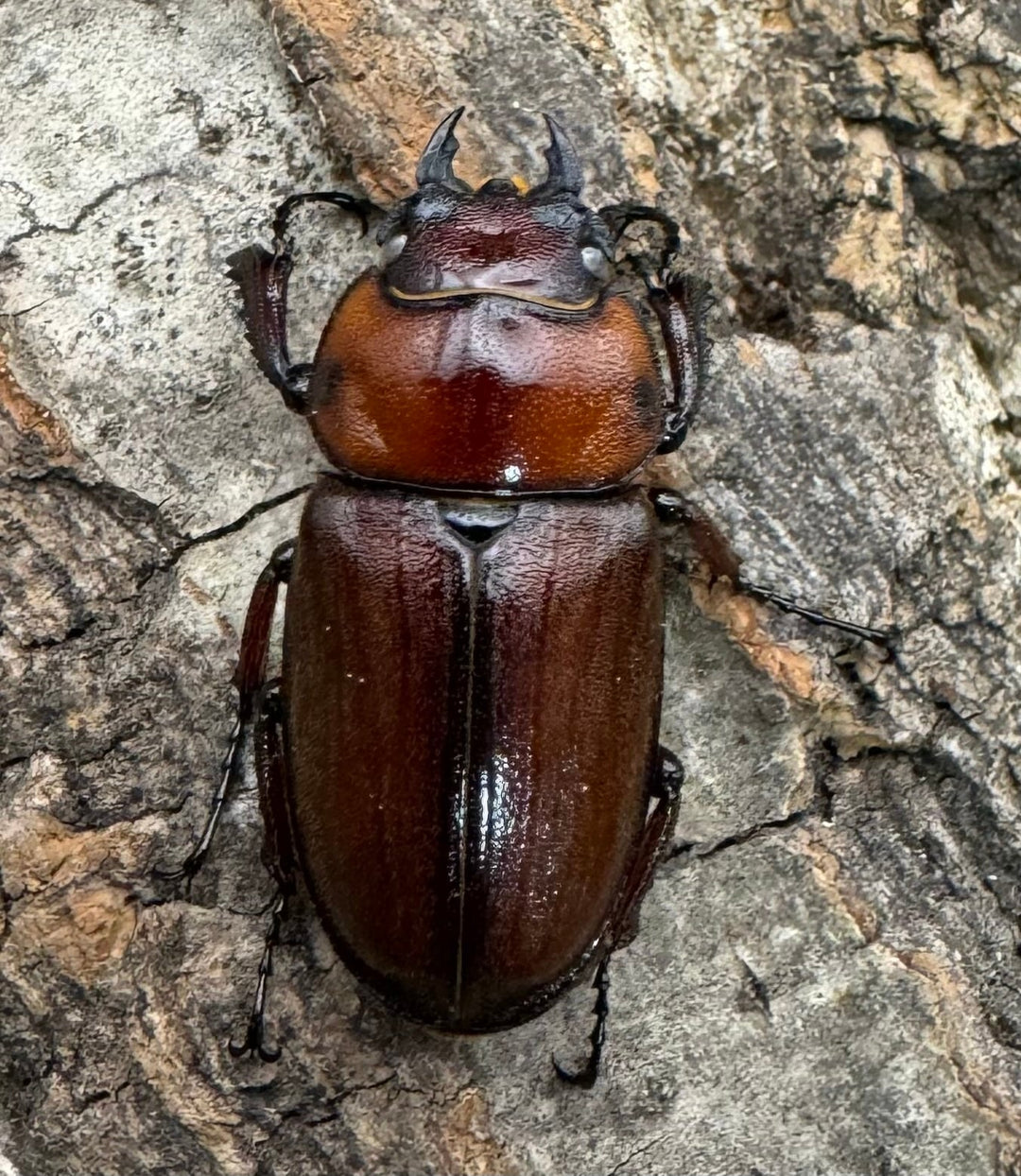 《トカラノコギリクワガタ ホワイトアイ 44mm ♂♀♀♀セット》