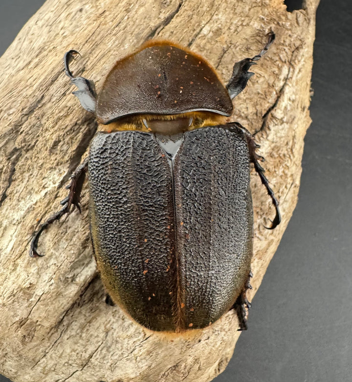 即ブリ《ヘラクレス・ヘラクレス 優良血統 149mm ペア》