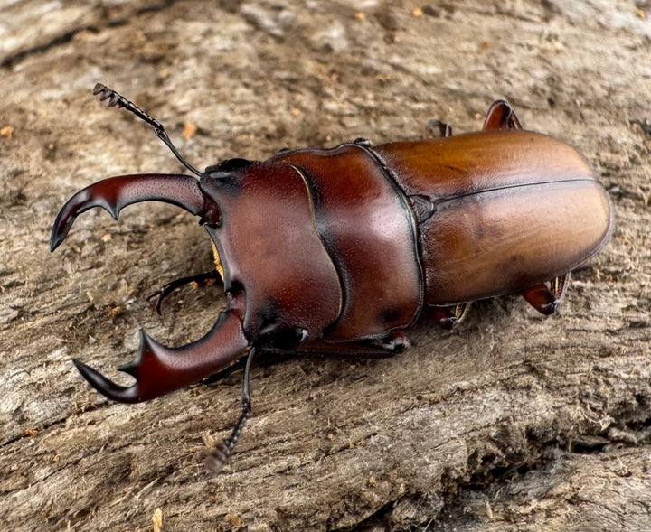 【WD】大型《エレガントゥルスコクワ亜種akaishii 27mm ペア》