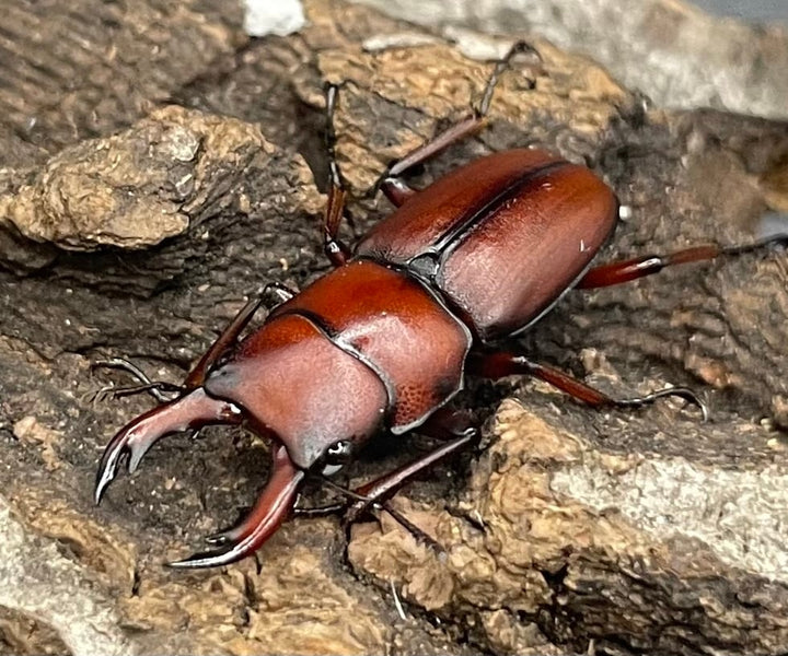 【WD】美麗種《ヨンレンセスジ ♀単》