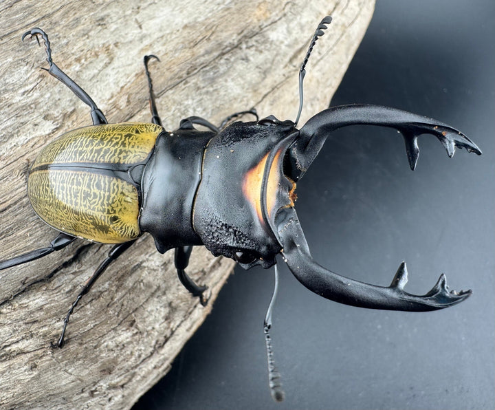 【WD】《スペクタビリスツヤクワガタ 77mm ペア》