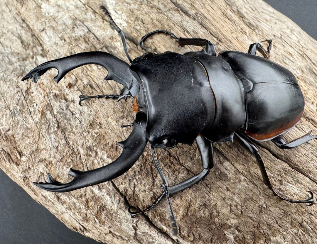 【WD】《クベラツヤクワガタ亜種sinensis 浙江省産 73.5mm ペア》