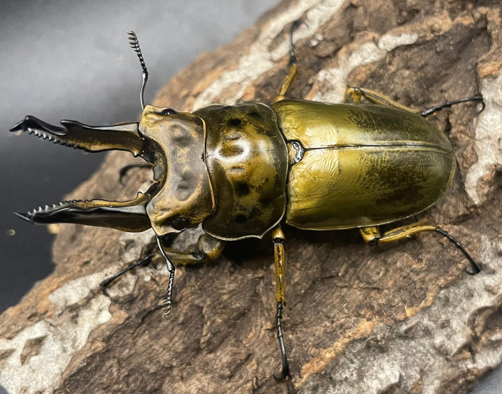 《ババオウゴンオニクワガタ 74.6mm ペア》