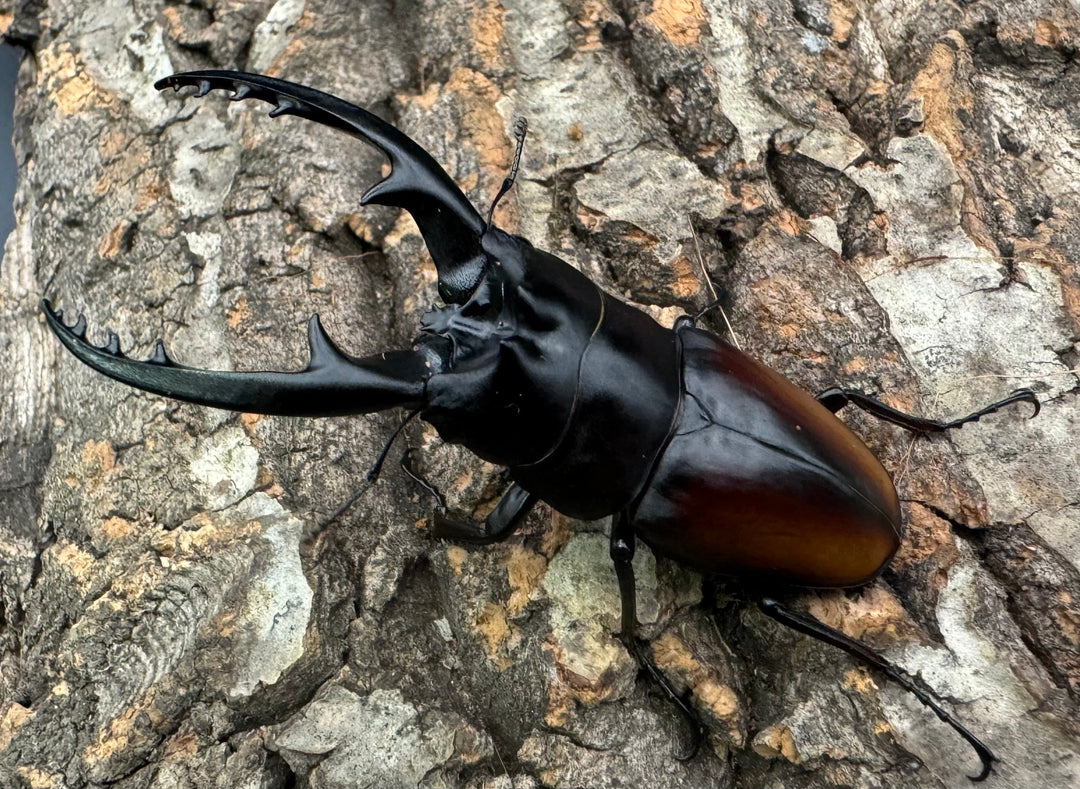 即ブリ《レニノコギリ 紋あり 68.8mm ♂単》