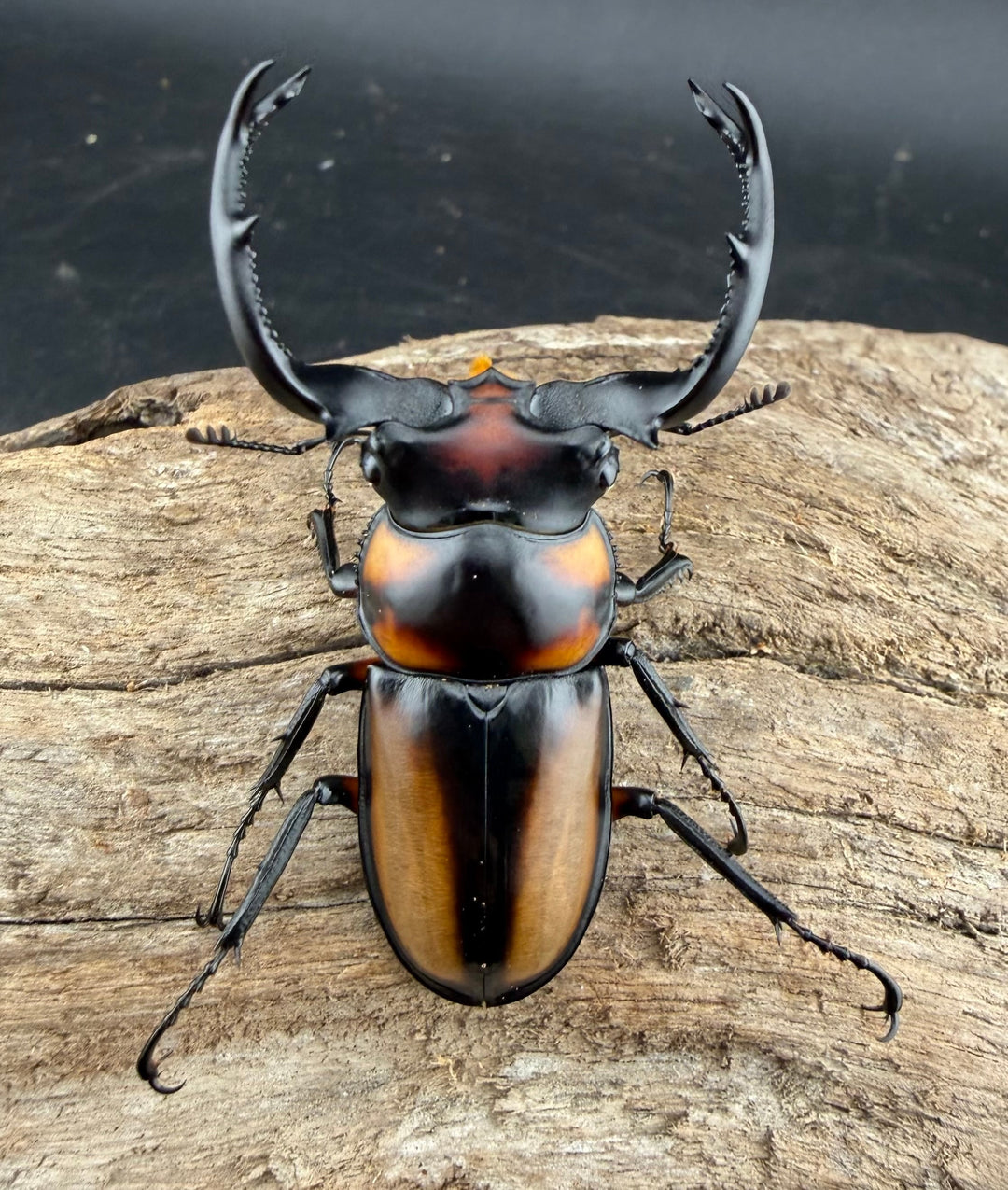 《スペキオススシカクワガタ 54mm ペア》