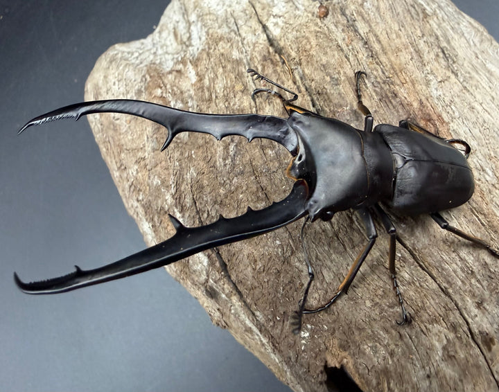 《メタリフェルホソアカ亜種フィナエ ブラック系 80.5mm ペア》