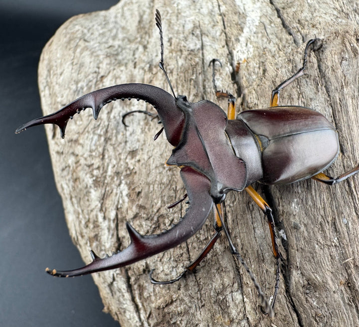 【WD】2018新種記載《ジュシャンミヤマ 58mm ペア》②