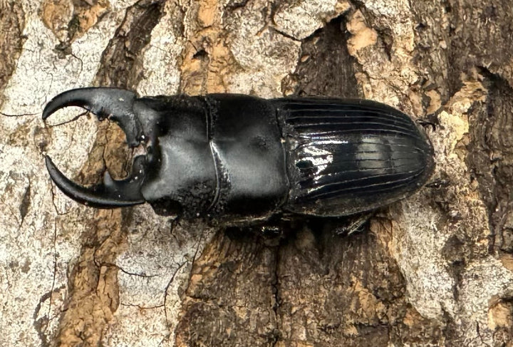 【WD】《フィリピンネブト Free ペア》