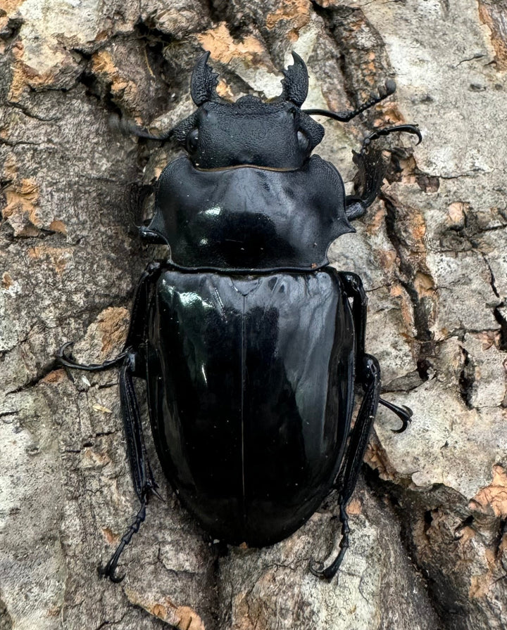 【WD】《インターメディアツヤクワガタ 94mm ペア》