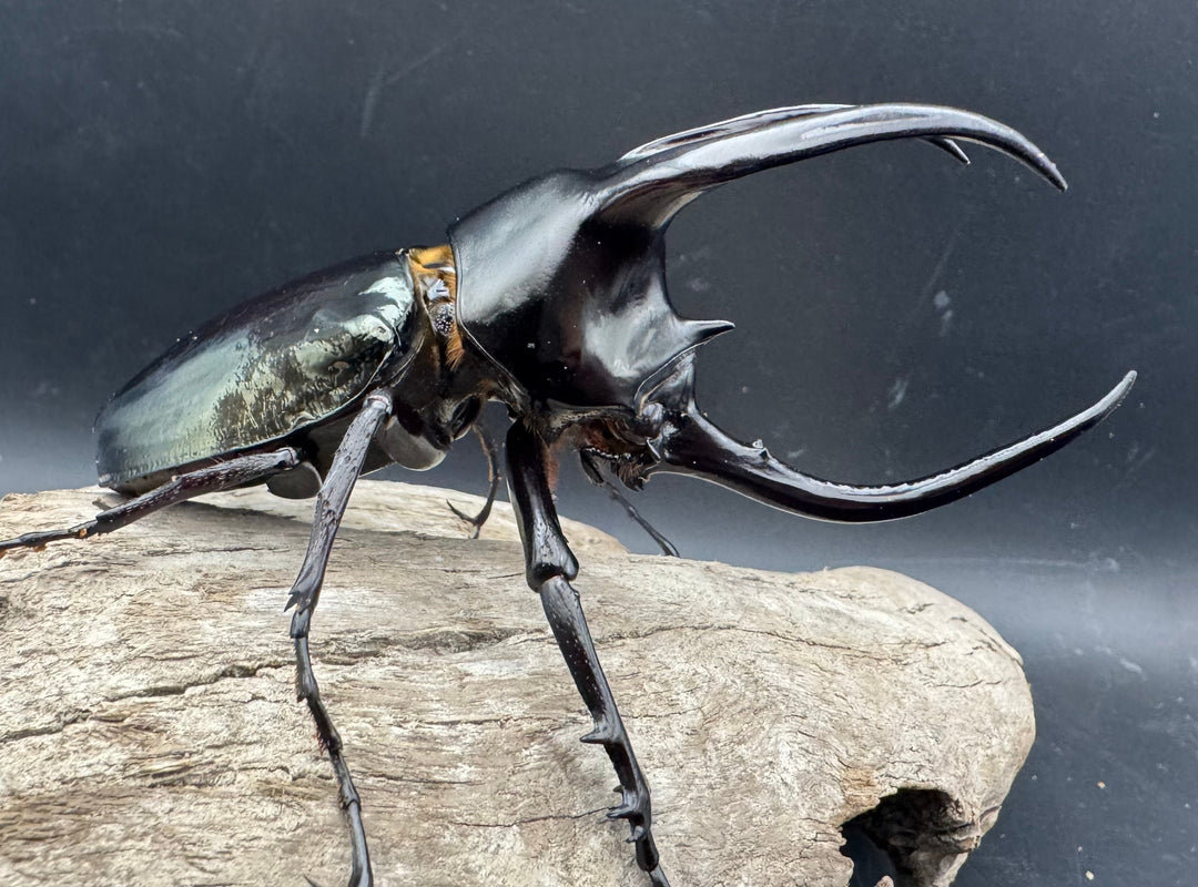 【WD】《モーレンカンプオオカブト 102mm ペア》