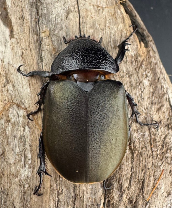 【WD】《ジャワコーカサスオオカブト 114mm A’品ペア》