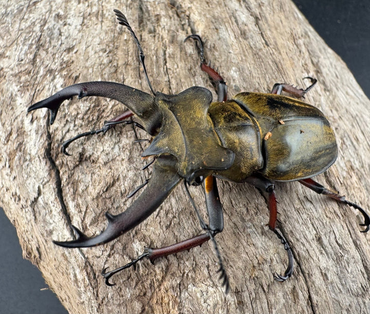 【WD】《セリケウスミヤマ原名亜種 55mm ペア》