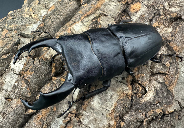 【WD】大型良型《西ペレンオオヒラタ 93mm ペア》