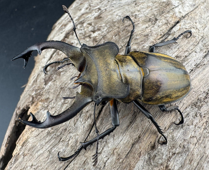 【WD】《セリケウスミヤマ ssp. 61mm ペア》