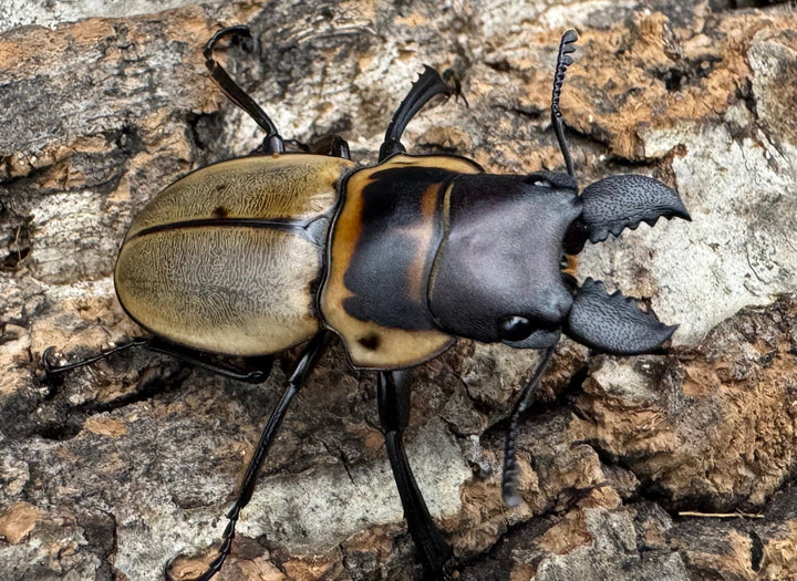 【WD】《ブルークツヤクワガタ 38mm ペア》