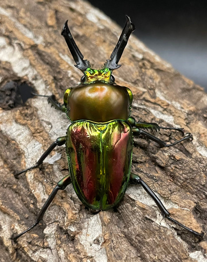 《ニジイロクワガタ Free ♂♀♀トリオ》