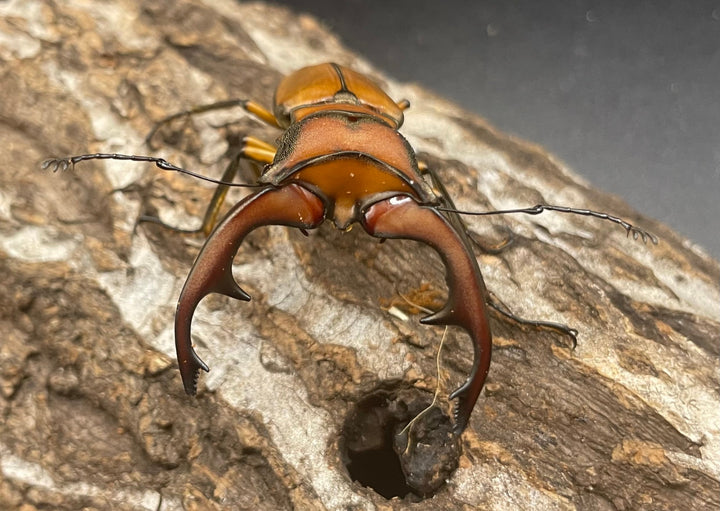 【WD】大型大歯《アラガールホソアカ 55mmUP ペア》