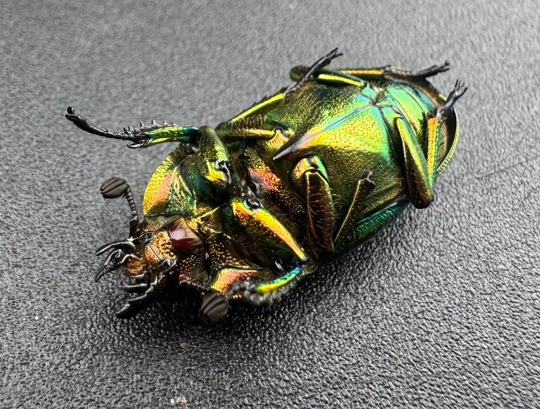 【WD】《パプアキンイロクワガタ アルファック産 22.5mm ♀単A’品》