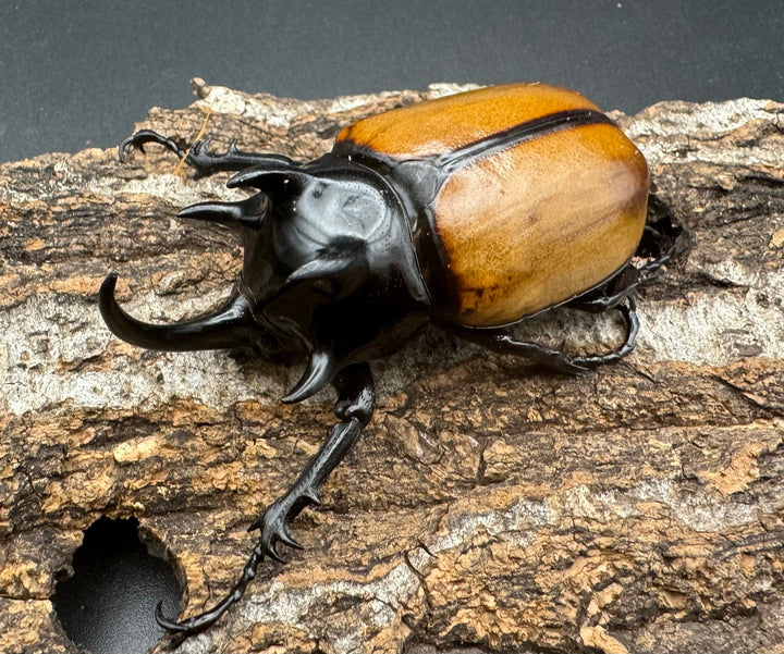 【WD】《ゴホンツノカブト原名亜種 72mm A’品ペア》