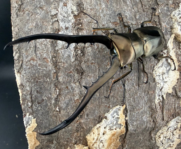 《メタリフェルホソアカ亜種イソガイ 76.5mm ペア》