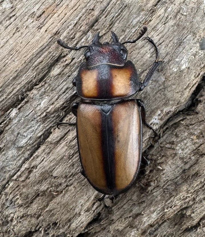 【WD】《スツラリスノコギリ 海南省産 44mm ペア》