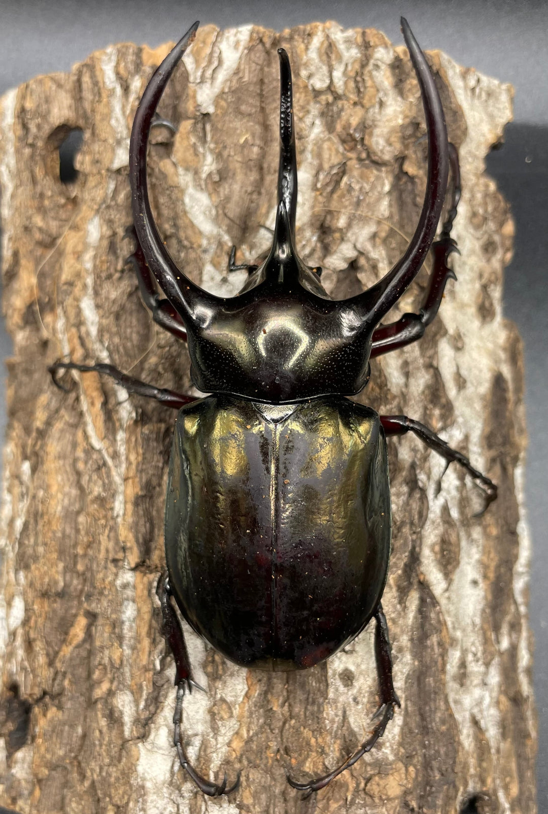 【WD】《ミンダナオアトラスオオカブト 90mmUP ペア》②