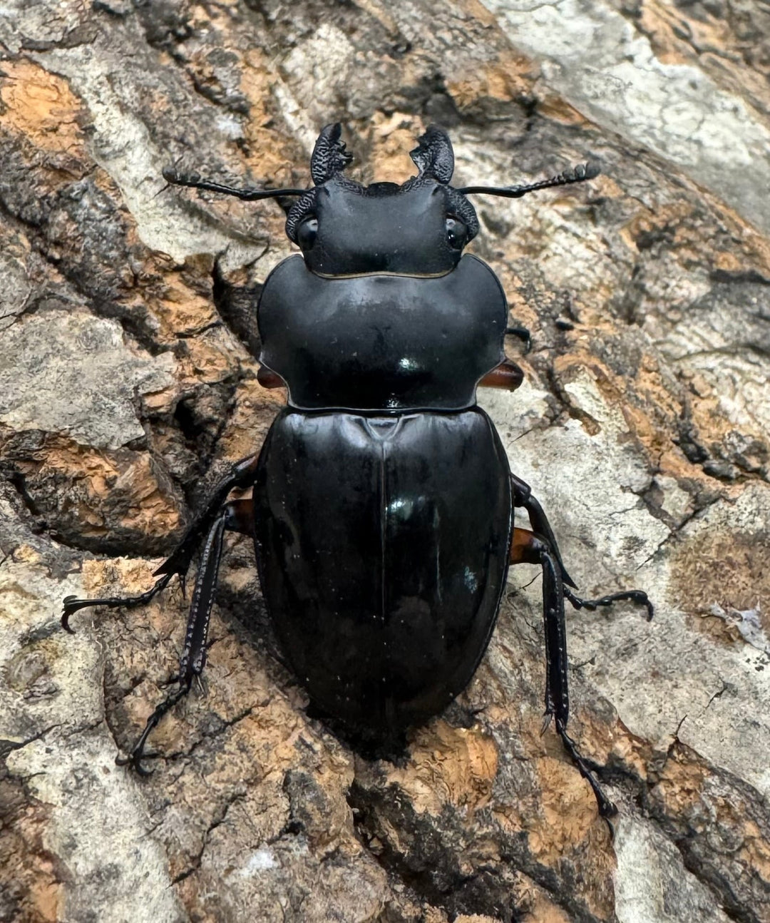 【WD】新産地《インペリアリスツヤ亜種komorii ロハス産 62.5mm ペア》