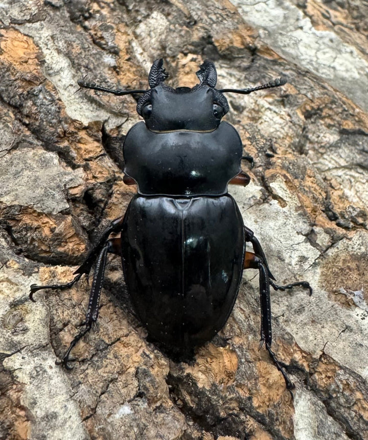 【WD】新産地《インペリアリスツヤ亜種komorii ロハス産 62.5mm ペア》