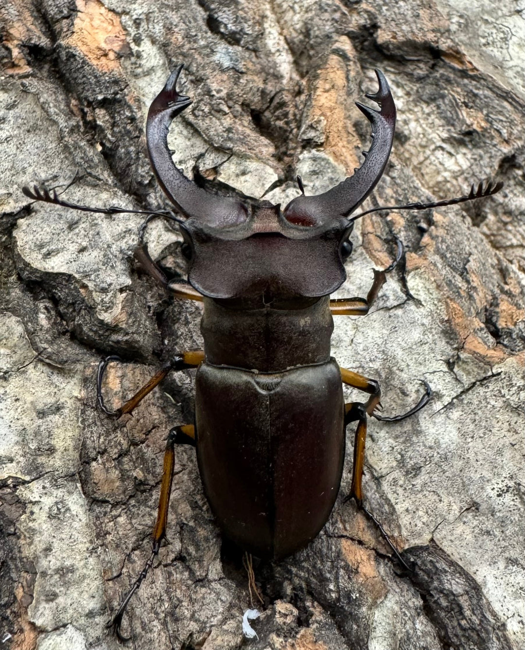 【WD】《フェアメイルミヤマクワガタ 46mm ♂♀♀トリオ》