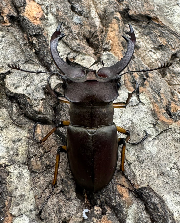 【WD】《フェアメイルミヤマクワガタ 46mm ♂♀♀トリオ》