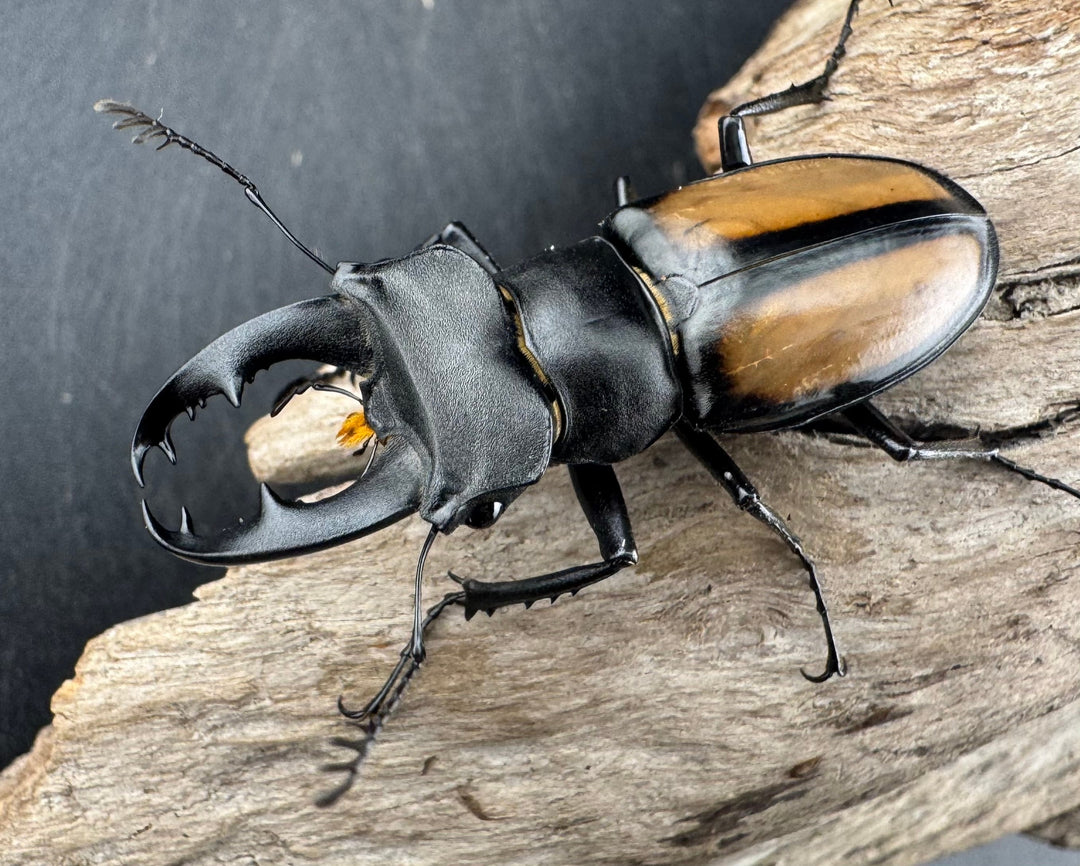 【WD】《パリーミヤマクワガタ 40mm ペア》