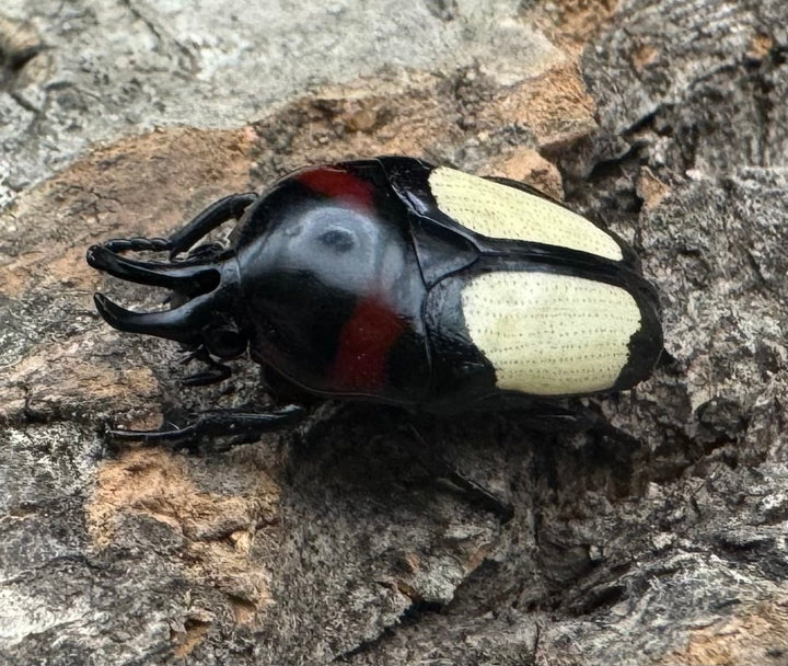 《キモンツノホソカナブン ペア》