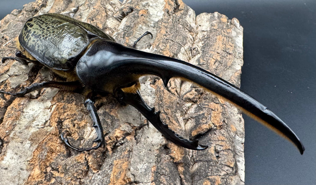 《ヘラクレス・ヘラクレス 143mm ペア》