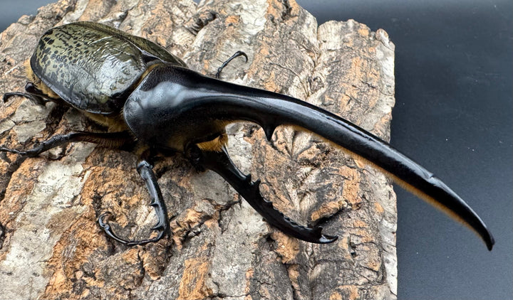 《ヘラクレス・ヘラクレス 143mm ペア》