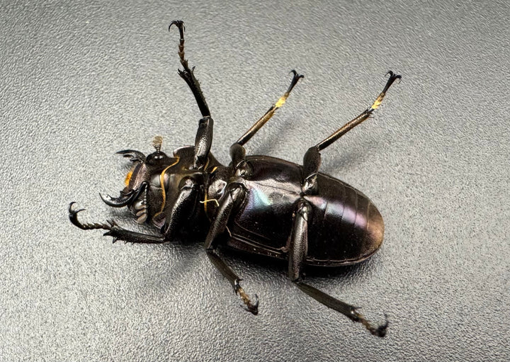 【美麗】《メタリフェルホソアカ 83mm ペア》わたくわ氏ブリード個体