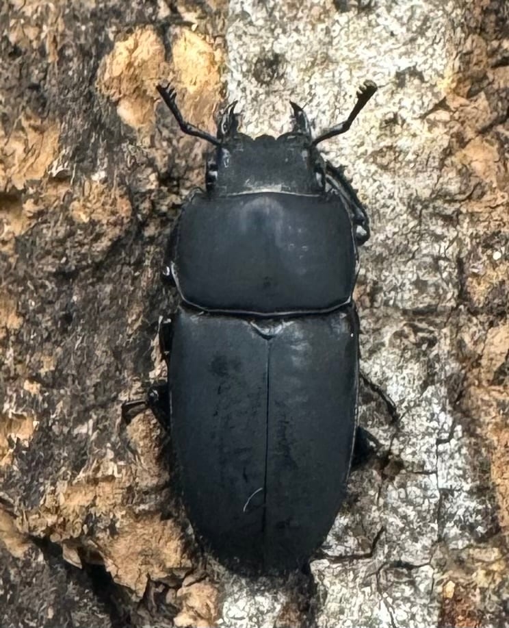 【WF2】《メタドルクス ロトゥンダトゥス ♂♀♀トリオ》