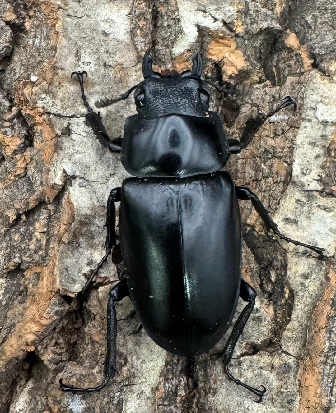 【WD】《ギラファノコギリ亜種ケイスケ 100mm ペア》