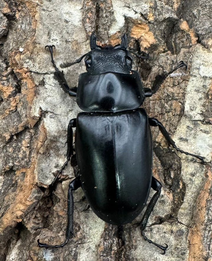 【WD】《ギラファノコギリ亜種ケイスケ 100mm ペア》