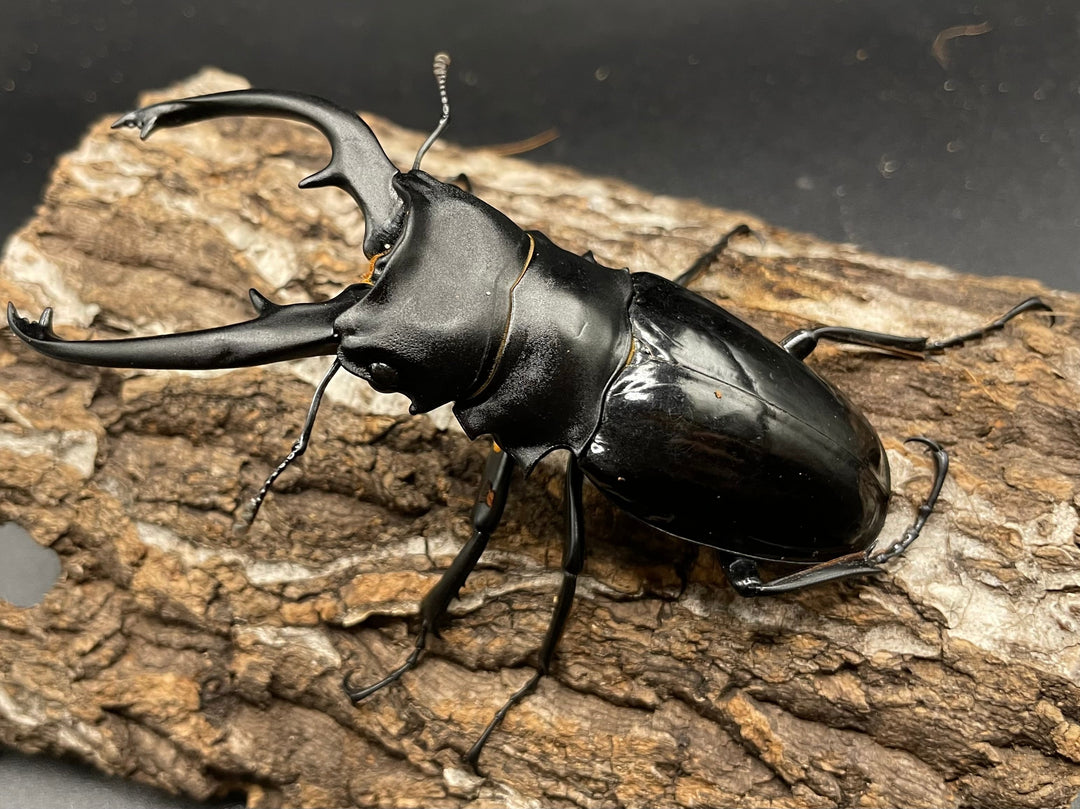 【WD】超大型大歯《インターメディアツヤクワガタ 98mmUP ペア》