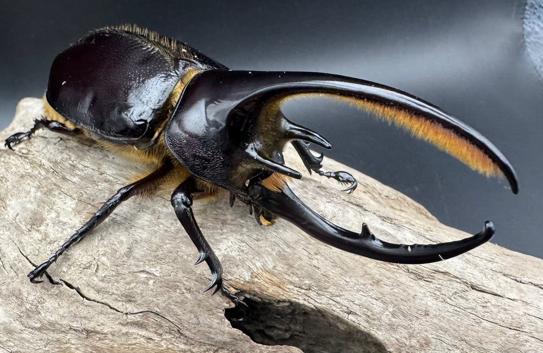 《ネプチューンオオカブト 106mm ペア》