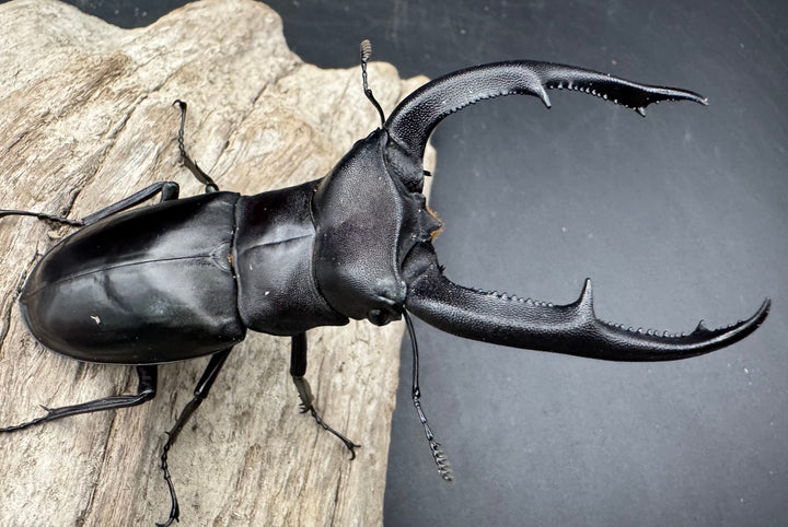 【WD】《マンディブラリスフタマタ 90mm ペア》