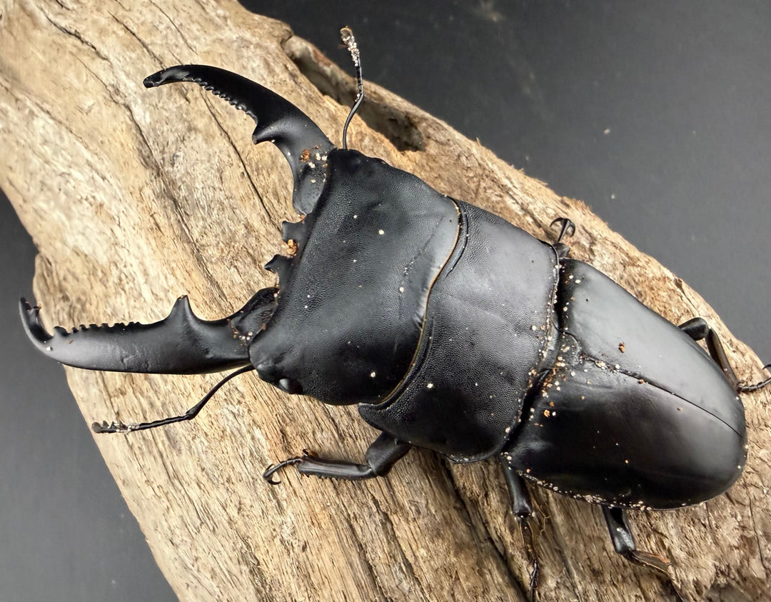 【WD】《パラワンオオヒラタ ガントン産 96mm ペア》